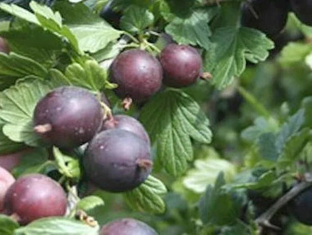 Black Velvet Gooseberry Worcesterberry Cross Live Plant - Dormant Rooted Cutting, Ribes uva-crispa x Ribes nigrum, Hardy Zones 4-7