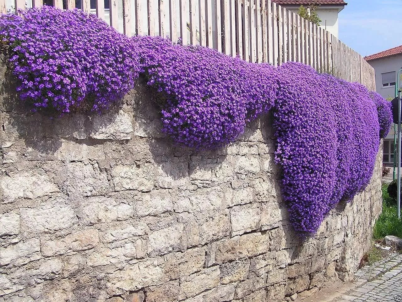 Aubrieta Seeds - 100 Cascade Purple Flower Seeds, Perennial Rock Cress Ground Cover