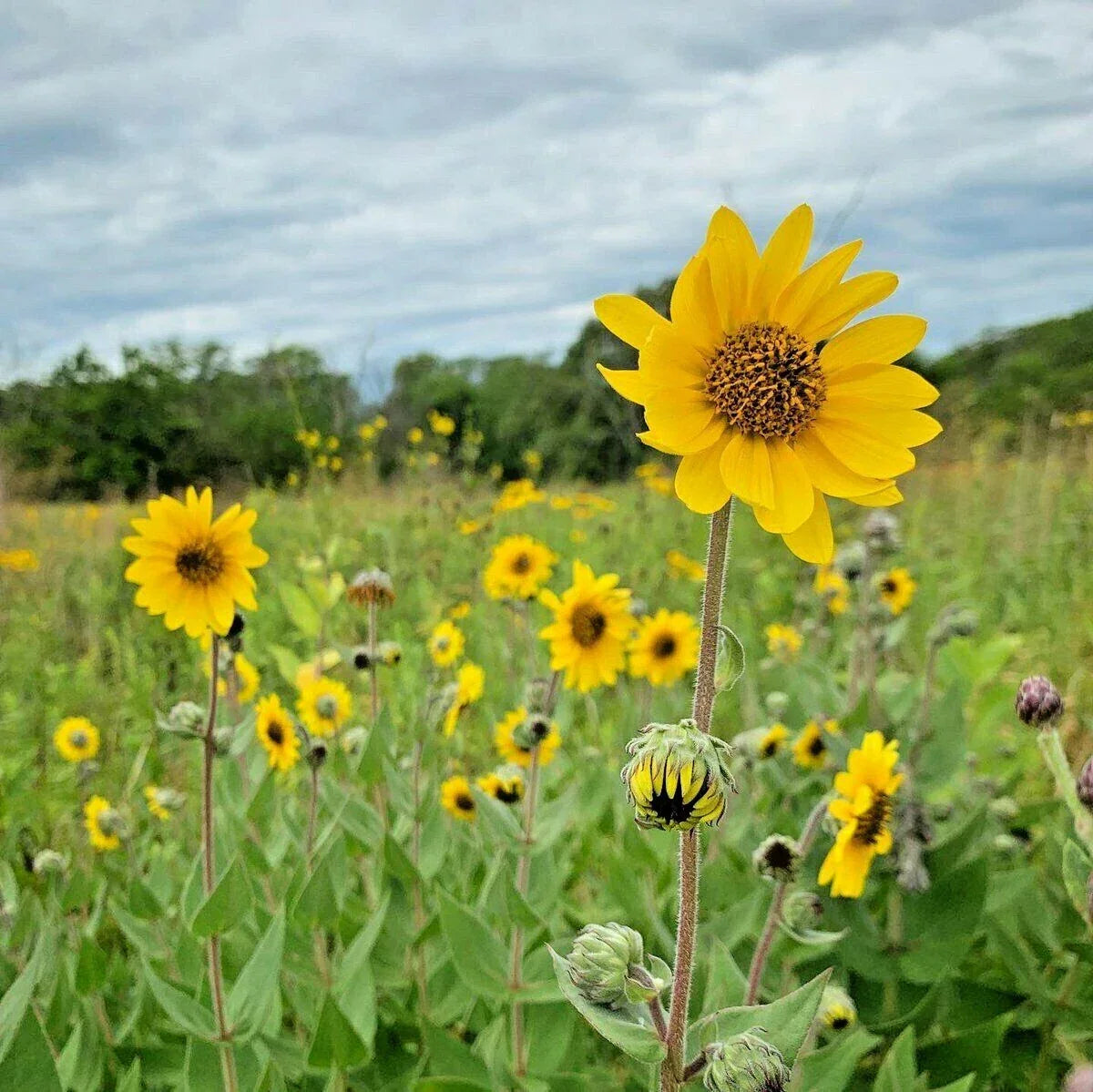 Downy Sunflower Seeds - 101+ Pack, Native Prairie Wildflower, Drought-Tolerant Summer & Fall Blooms