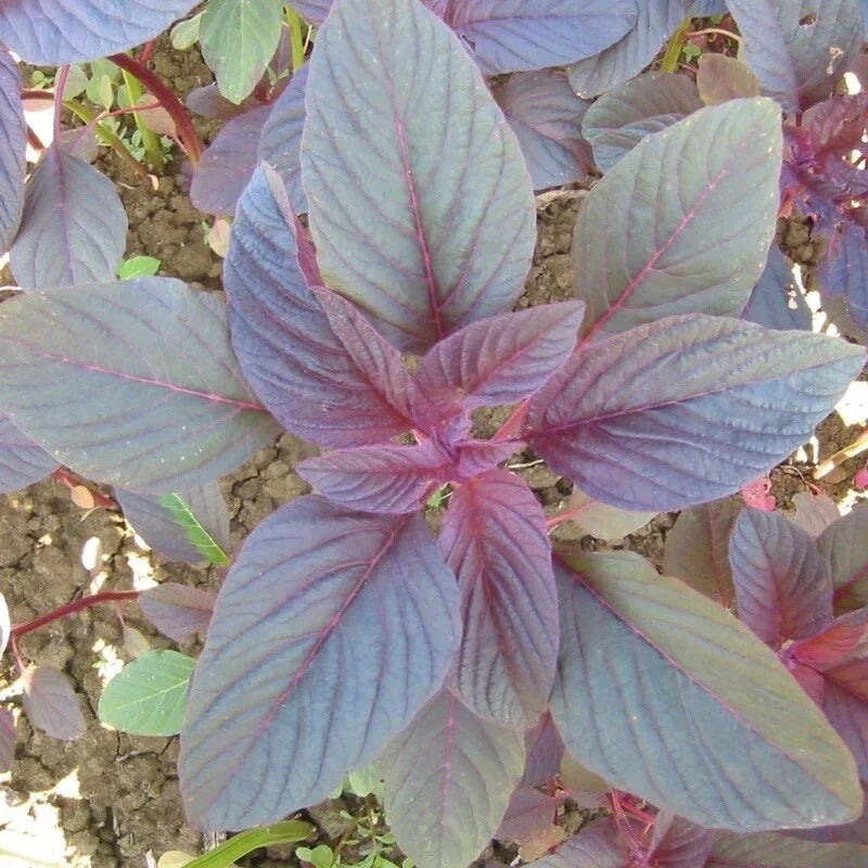 Red Garnet Amaranth Seeds - Non-GMO, Vibrant Red Leaves, Edible, Amaranthus cruentus, 2000+ Seeds for Garden & Culinary Use