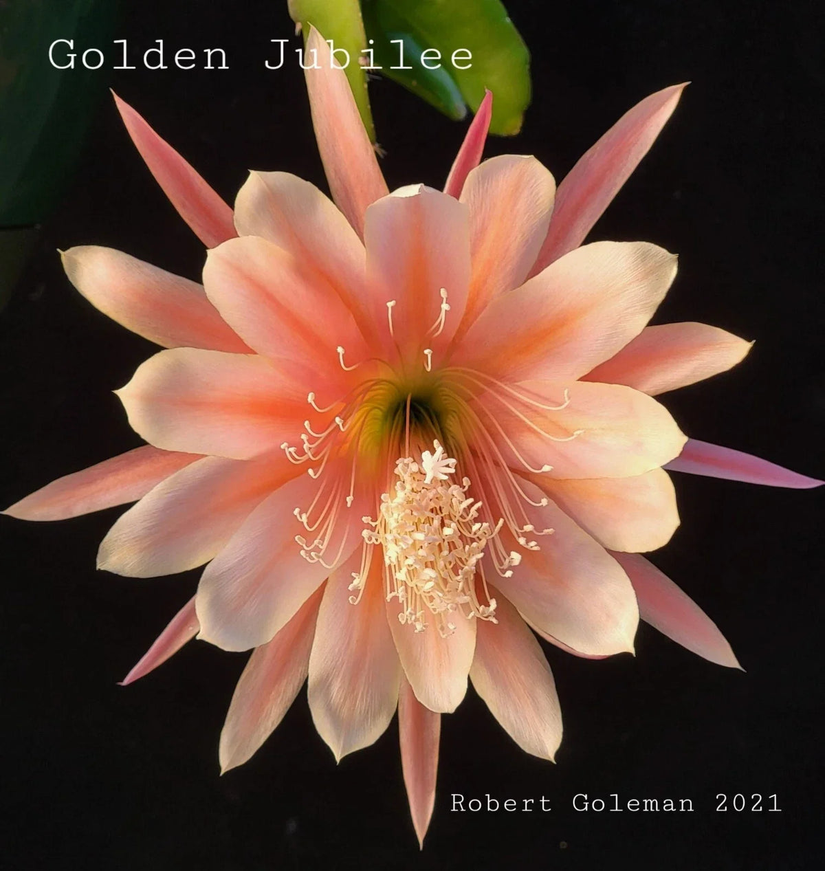 Epiphyllum 'Golden Jubilee' Rooted Cutting - Rare Orchid Cactus Heirloom Plant 1957, Large Vibrant Blooms, Indoor Garden