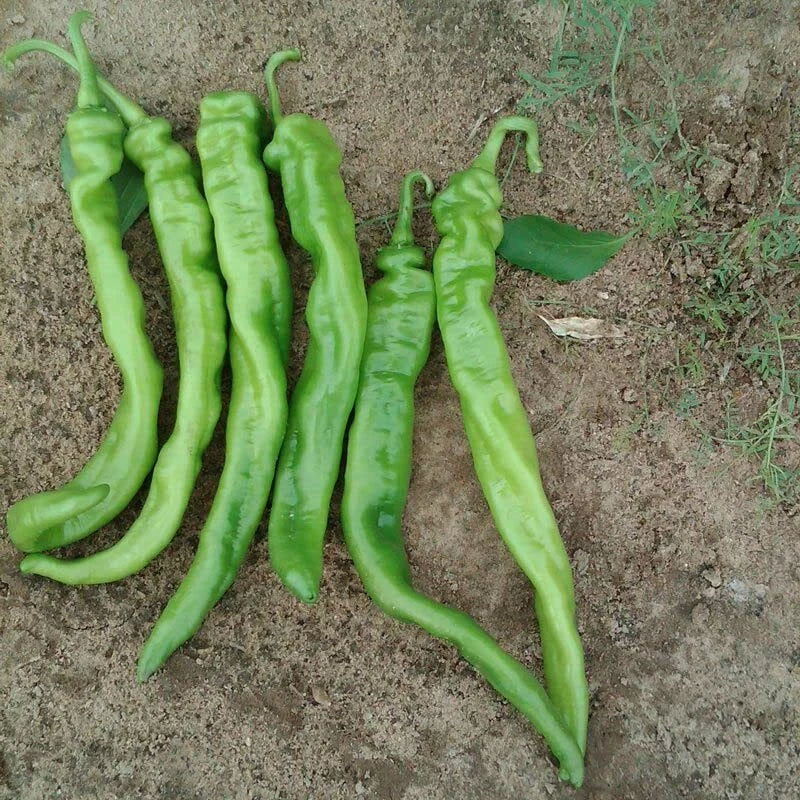 Iberia Pepper Seeds - 25 Count Hybrid Hot Pepper Capsicum annuum