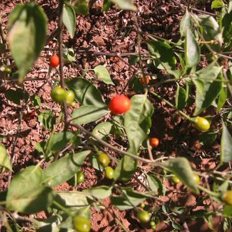 Chiltepin Pepper Seeds - 25 Non-GMO Heirloom Capsicum annuum for Gardening & Cooking