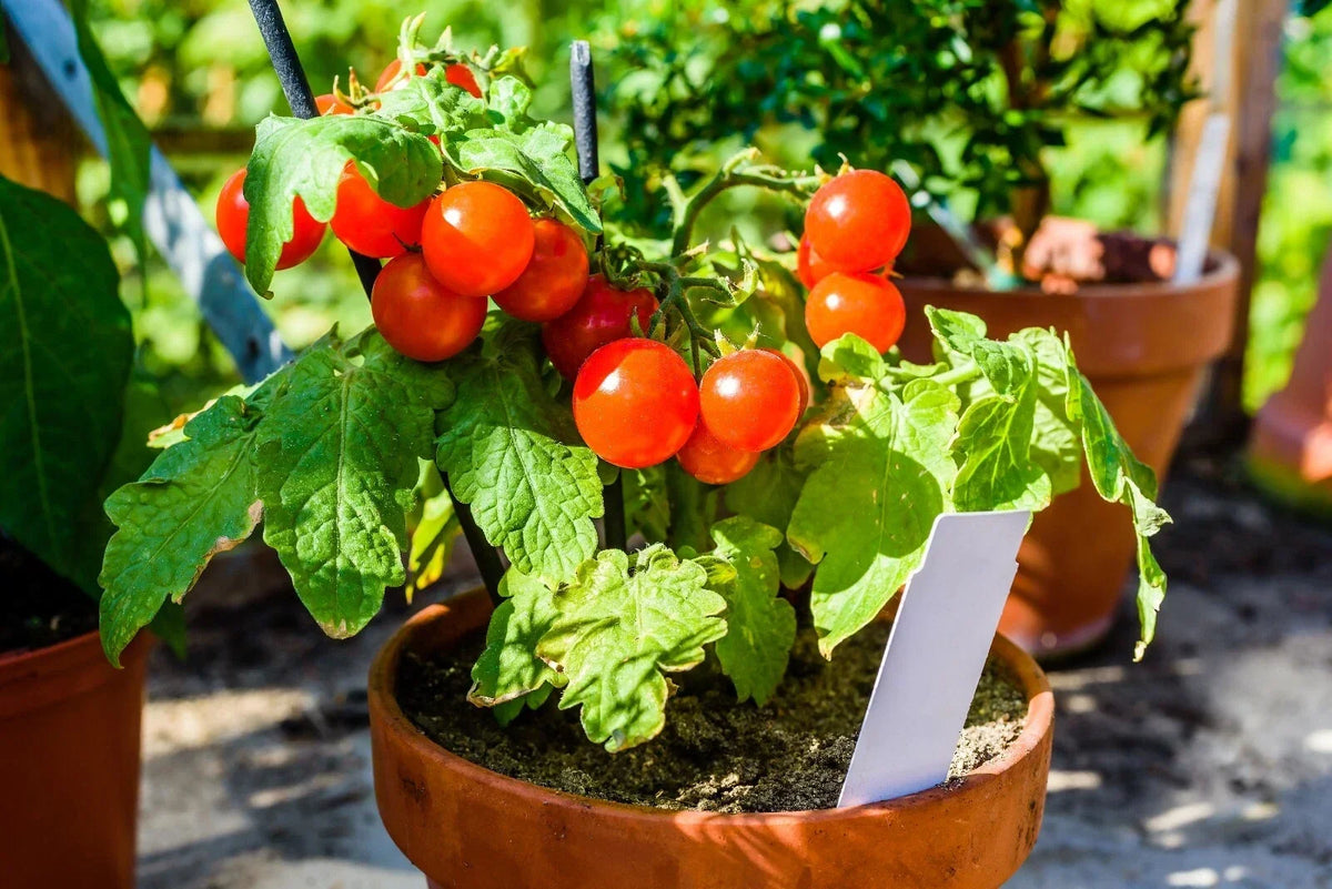 Fastest Tomato Seeds 42 Day Variety – Solanum lycopersicum – Quick Ripening, Juicy, Disease-Resistant, 25 Seeds