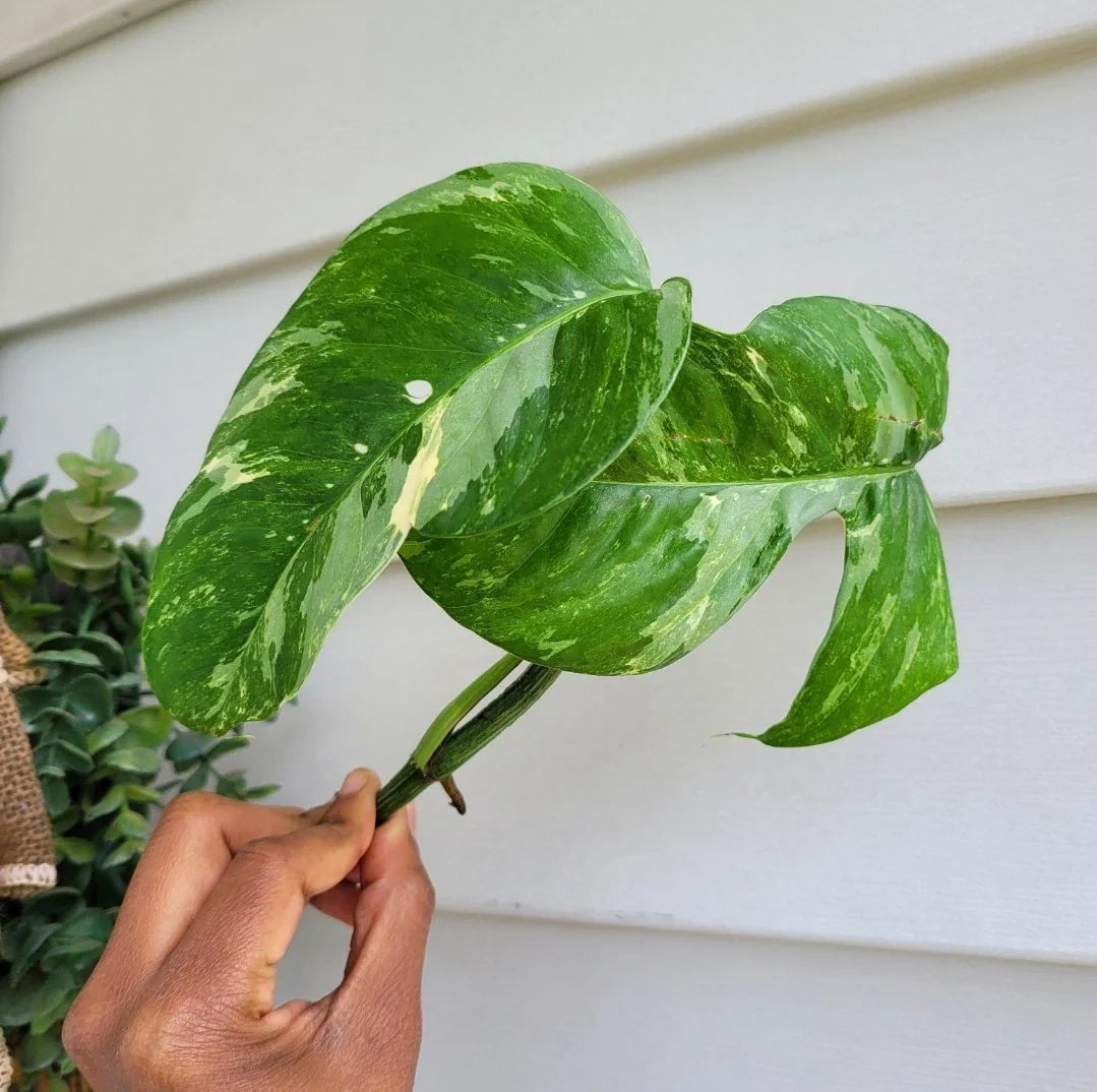 Rare Live Plant Cutting - Epipremnum Pinnatum Variegated Albo Rooted Climber for Indoor Garden