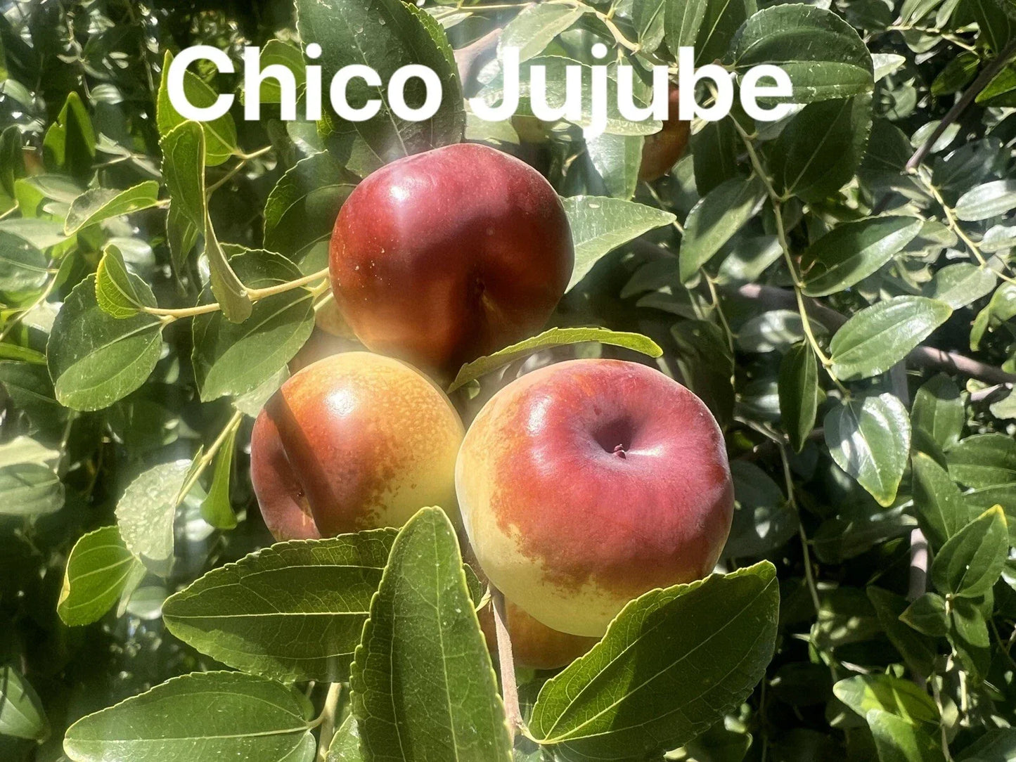Chico Jujube Scion Cuttings - 3 Pack for Grafting - Ziziphus jujuba 'Chico' - Fruit Tree Propagation