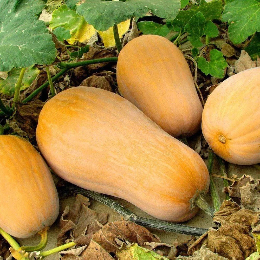 Waltham Butternut Squash Seeds - 20+ Count Heirloom Cucurbita moschata for 2025