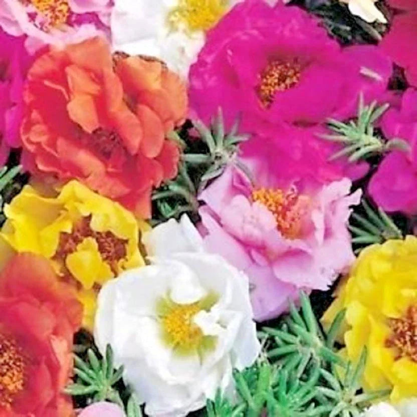 Portulaca Rose Moss Mix Seeds - 500+ Easy to Grow Flower Seeds for Garden & Containers