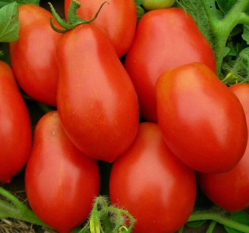 Roma Tomato Seeds - 100+ Non-GMO Garden Seeds for Sauce & Salad, Solanum lycopersicum, Compact Growth, Full Sun