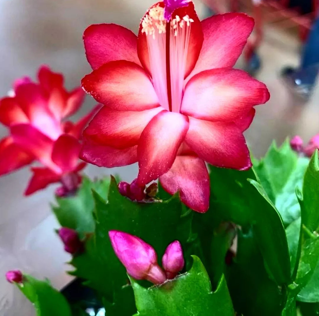 Thanksgiving/Christmas Cactus Live Plant, 4-Inch Pot, Red Blooms, Schlumbergera spp.