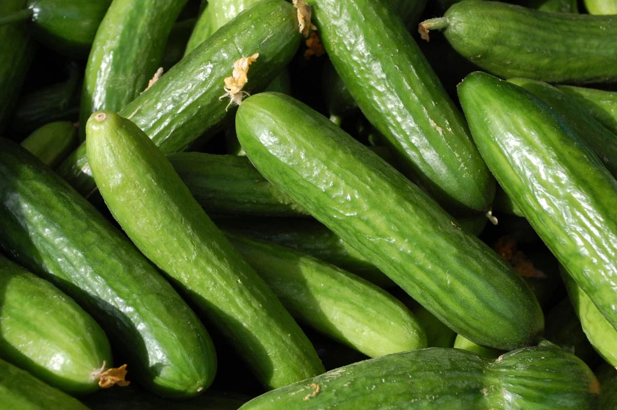 Organic Heirloom Muncher Cucumber Seeds - Non-GMO, Fresh, for Home Gardens, Cucumis sativus, Packaged Seed
