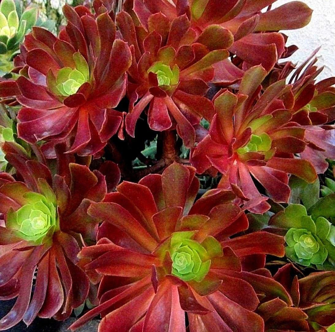 Large Aeonium VELOUR Succulent Cutting - Variegated Indoor Plant for Garden Decor - Aeonium 'Velour'