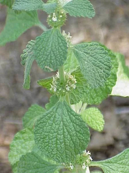 Horehound Herb Seed Pack - 100+ Marrubium vulgare Seeds for Tea, Culinary & Medicinal Use, Organic, Non-GMO