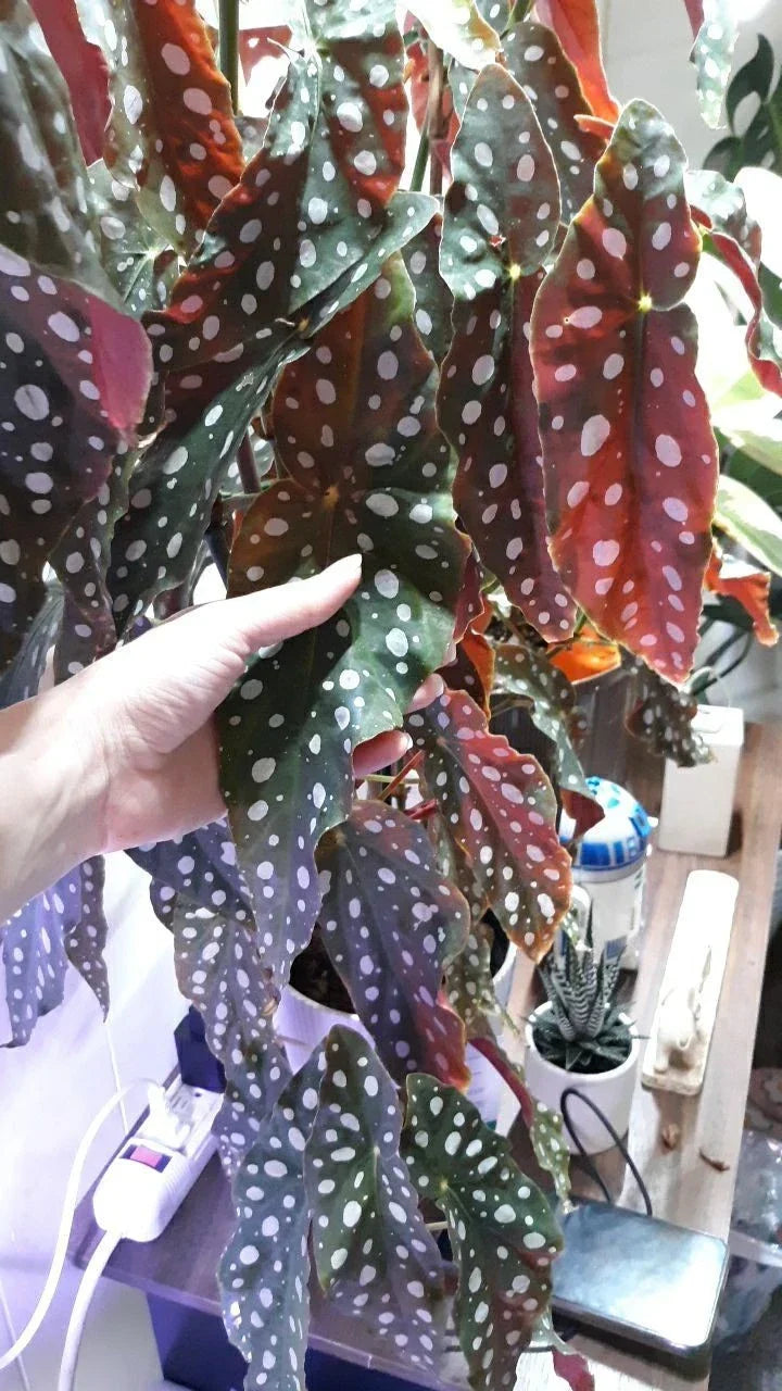 Polka Dot Begonia Live Rooted Cuttings – 2 Large Begonia Maculata Indoor Plants, Rare Houseplant, Air-Purifying, Easy Care