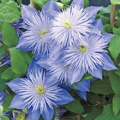 Light Blue Clematis Seeds - 25 Perennial Flower Seeds for Climbing Vine - Clematis viticella - US Seller