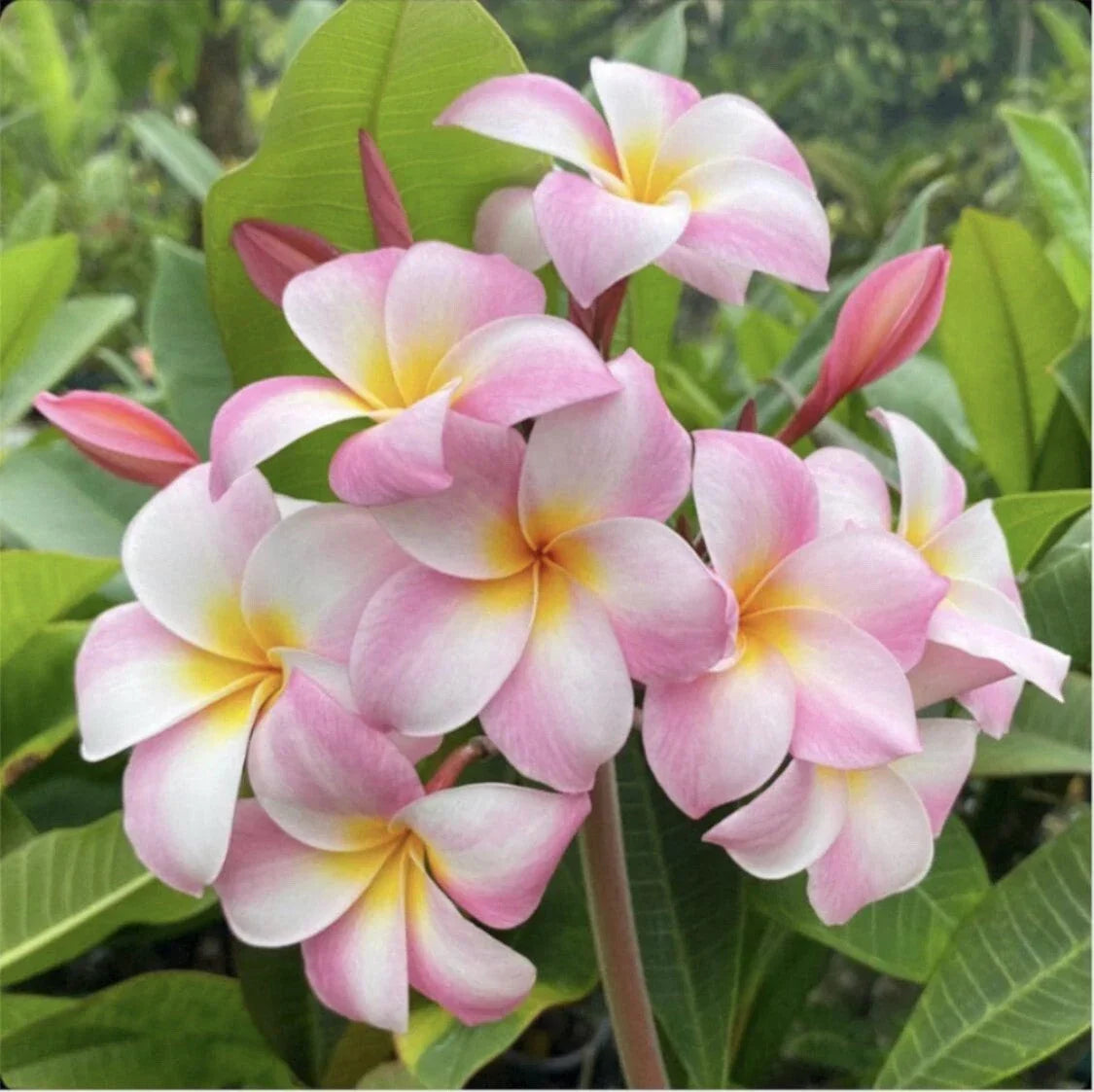 Rooted Plumeria Cutting - Moir Pink Variety - Frangipani (Plumeria rubra) 12" with 1 Tip for Indoor & Outdoor Gardens