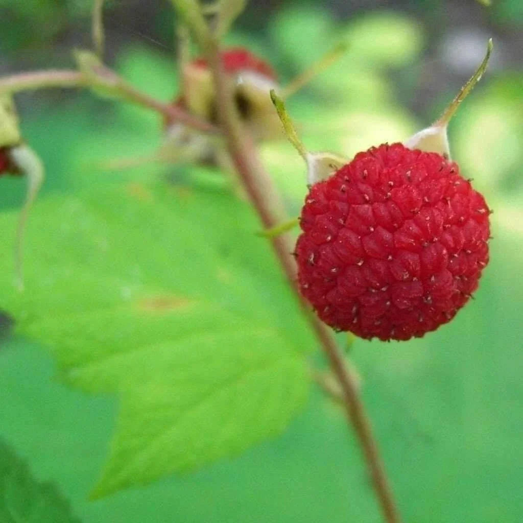 Thimbleberry Raspberry Starter Plant - Thornless, Self-Pollinating, Organic, Zones 3-8, Rubus parviflorus