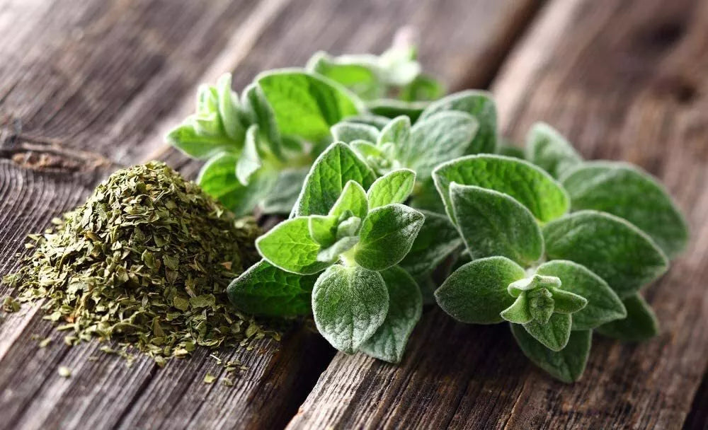 Oregano Seeds - 150 Count Culinary Herb Origanum vulgare for Cooking
