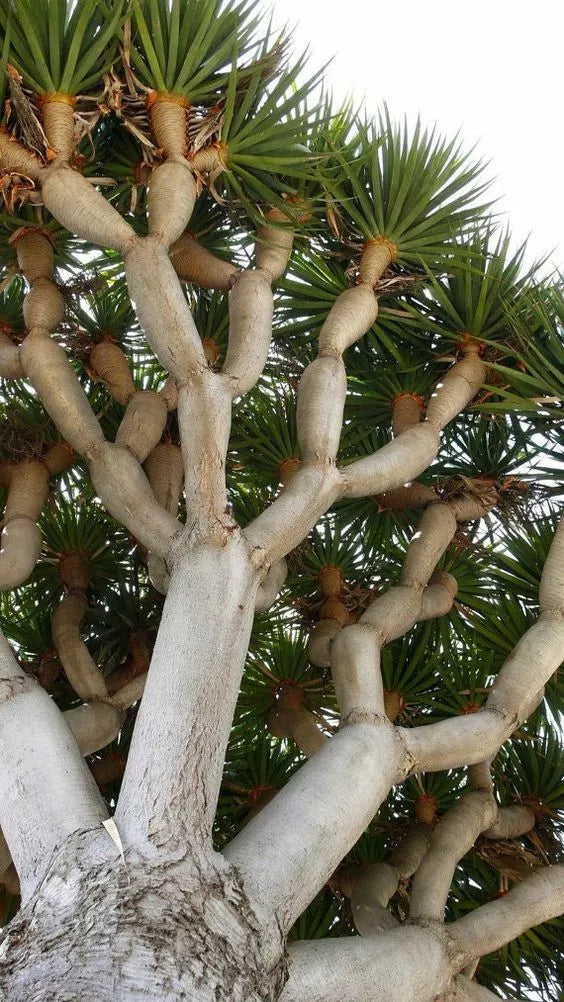 Dragon Blood Bonsai Tree Seeds - 6 Pack Dracaena Draco Indoor Plant Seeds