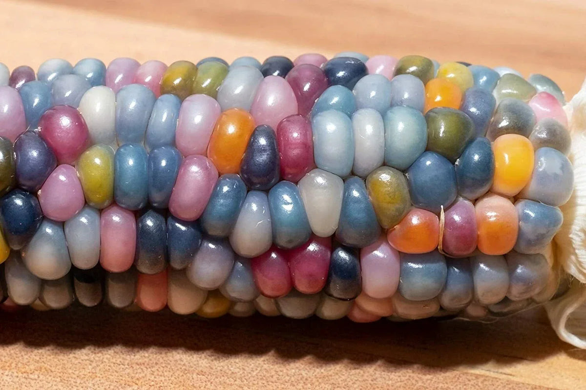 Glass Gem Indian Corn Seeds - 75 Count - Vibrant Translucent Zea mays