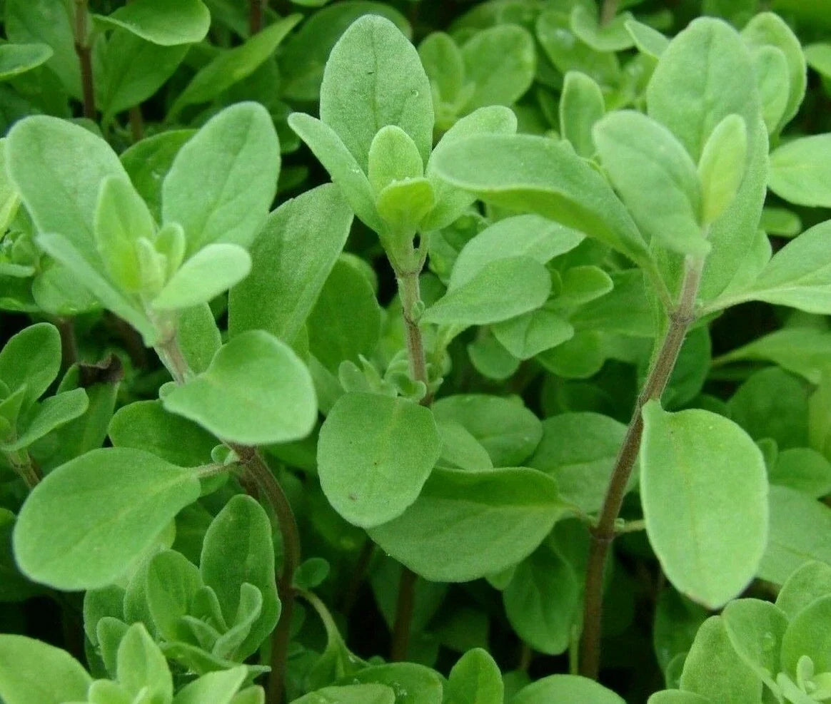 Sweet Marjoram Seeds - 2000+ Non-GMO Herb Garden Seeds for Culinary Use, Origanum majorana