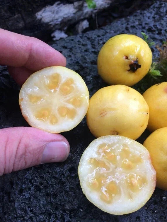 Yellow Lemon Guava Seeds - Psidium littorale - Tropical Fruit Seeds for Home Gardening, Sweet Flavor, 50 Pack