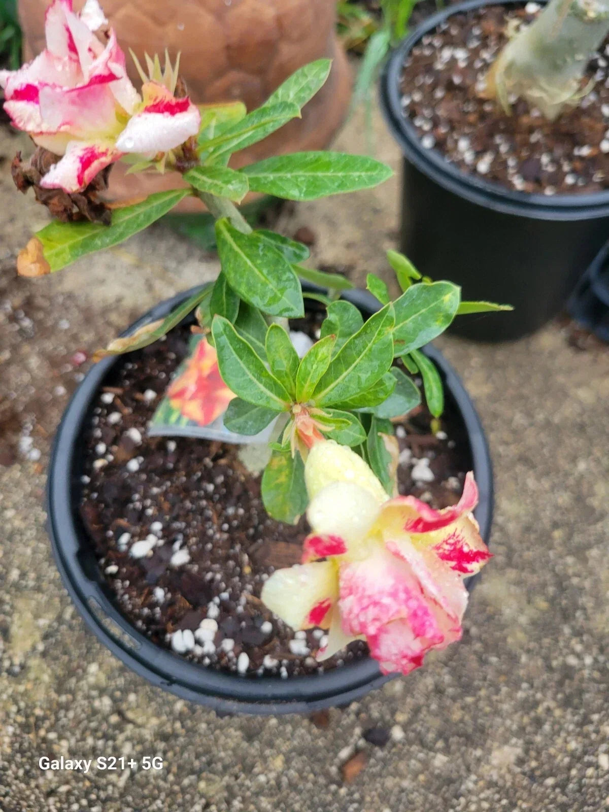 Triple Flowered Desert Rose Adenium obesum 3-5" Branching Plant in 1 Gallon Pot, Rare Variety, Drought-Tolerant, Indoor Outdoor Plant