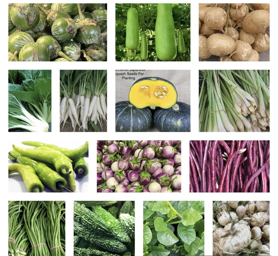 Asian Vegetable Seeds Variety Pack - 20 Non-GMO Packets for Home Gardening