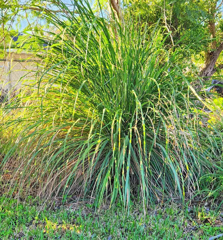 Wasp Repellent Lemongrass Plant Starter 4" Cymbopogon citratus Aromatic Perennial for Garden, Patio, Indoor