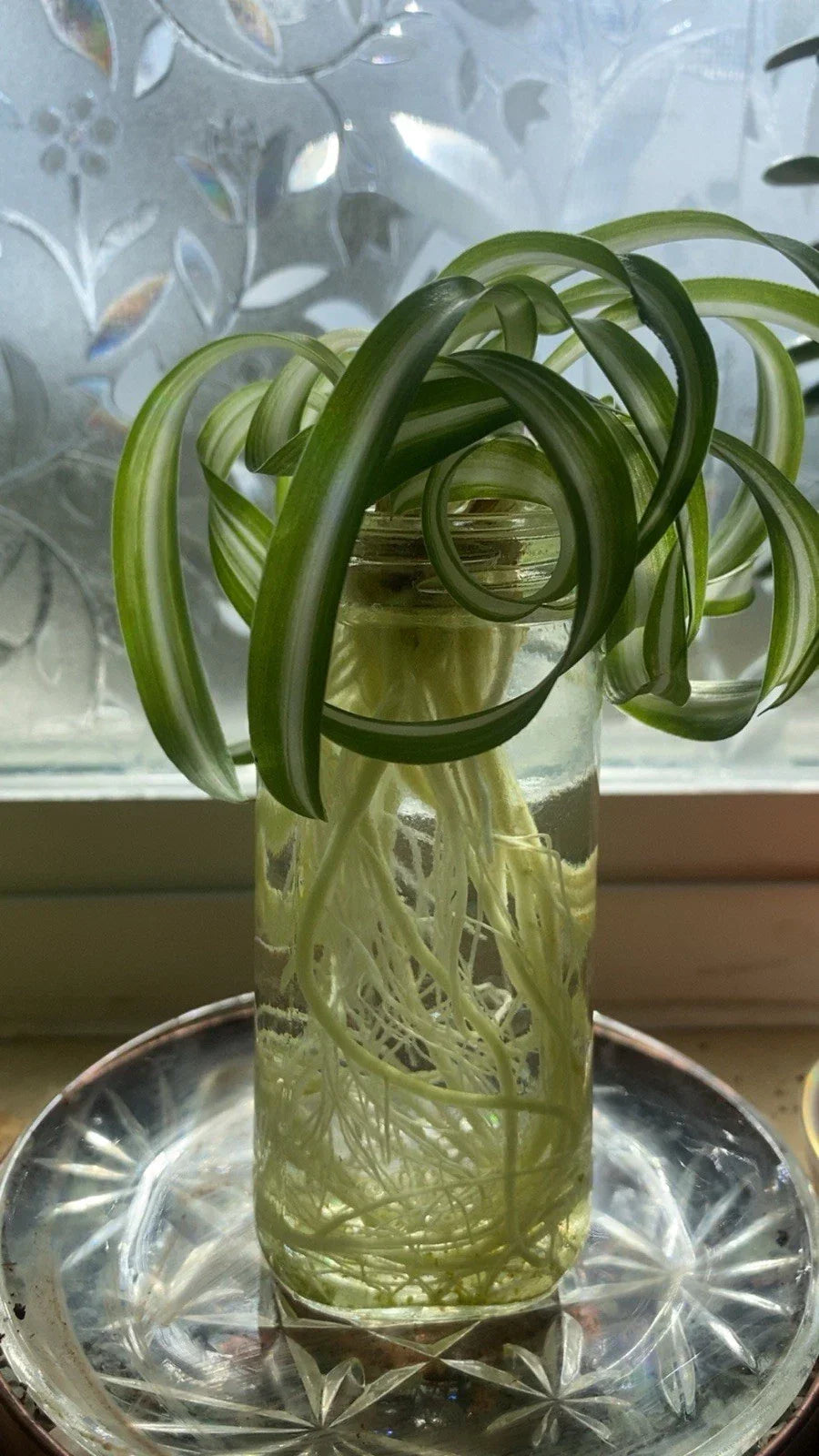 Spider Plant Live Plant - Curly Baby Cuts - Bonnie Variety - Chlorophytum comosum Indoor Houseplant