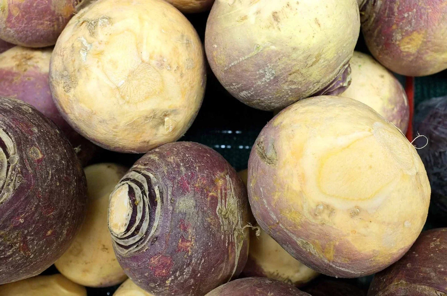 Rutabaga Seeds - NON-GMO Laurentian Canadian Turnips, Hearty Root Vegetable, Brassica napus, Free Shipping