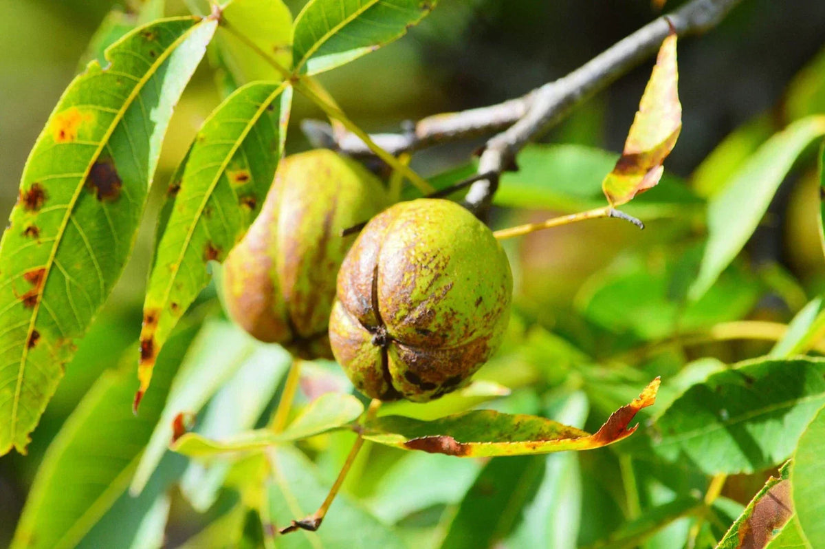 Shellbark Hickory Tree 1 Seed - King Nut Variety Carya Laciniosa Hardy Nut Tree