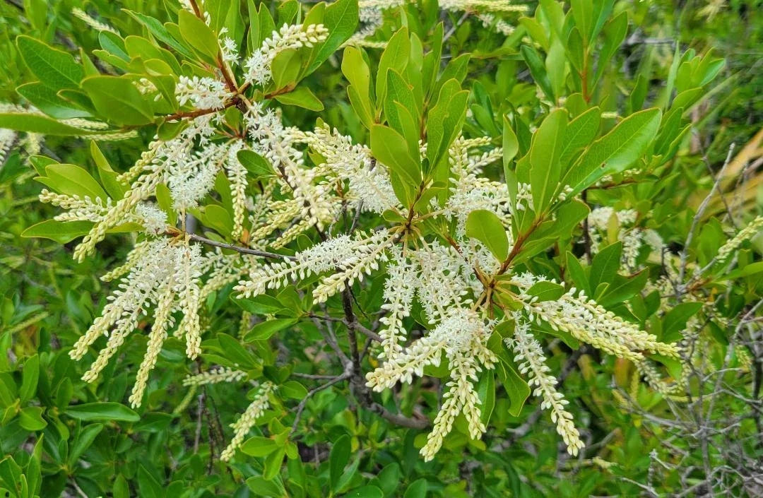 Swamp Titi Seeds 25 Pack | Florida Native Cyrilla racemiflora | Ironwood Tree for Garden & Landscape