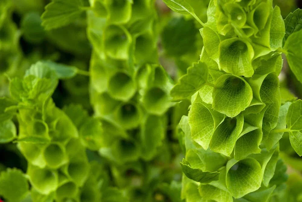Bells of Ireland Flower Seeds - 30 Seeds - Molucella laevis - Rare Green Petals