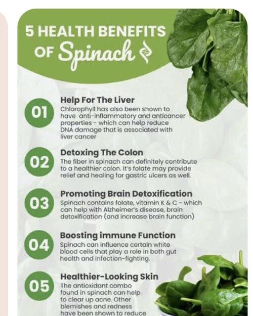 Winter Giant Spinach Seeds - 150+ Heirloom Non-GMO Open Pollinated Spinacia oleracea