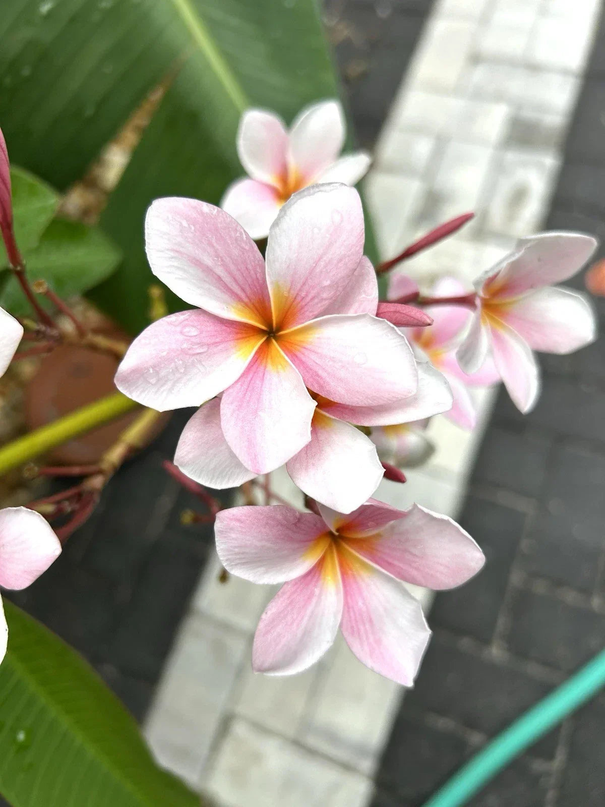 Rooted Plumeria Cutting - Light Pink Semi Dwarf Frangipani Plant, Plumeria rubra, Tropical Garden or Indoor Plant