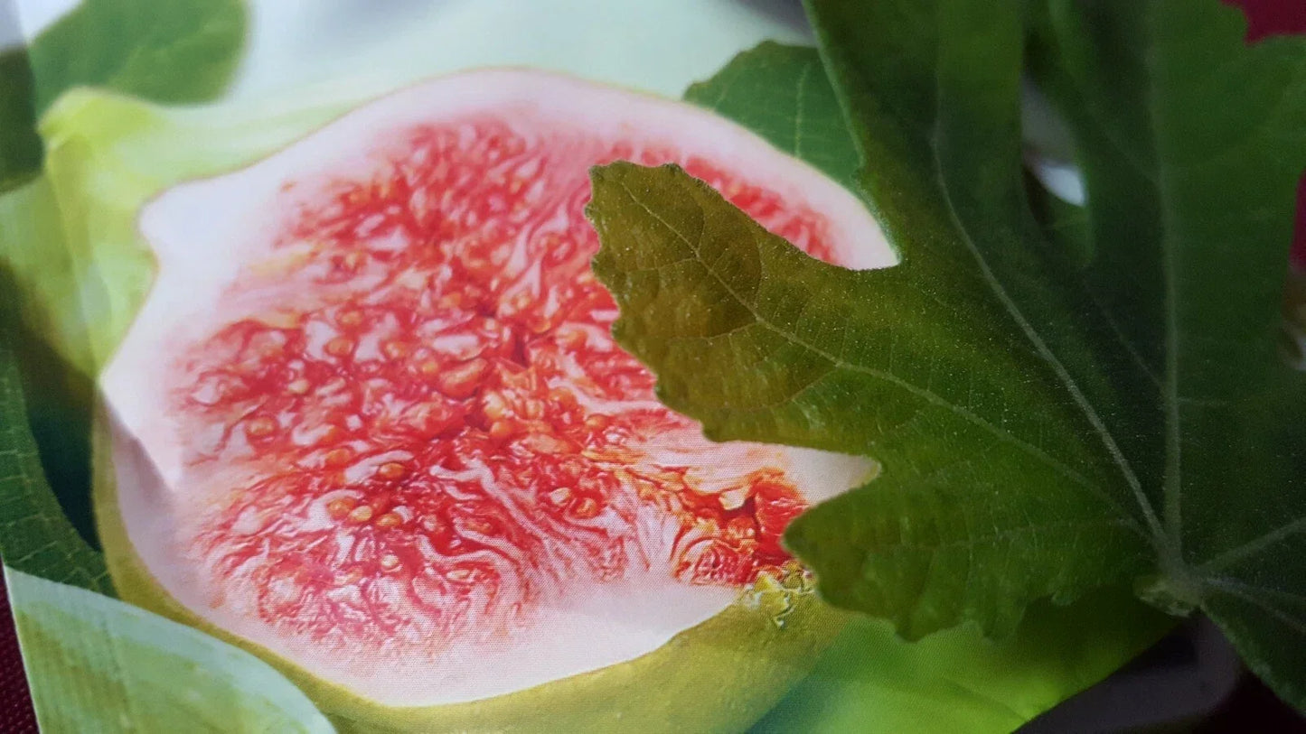 Jerusalem Fig Seeds 100+ Ficus carica Organic Fruit Seeds for Garden, Patio, or Houseplant Cultivation