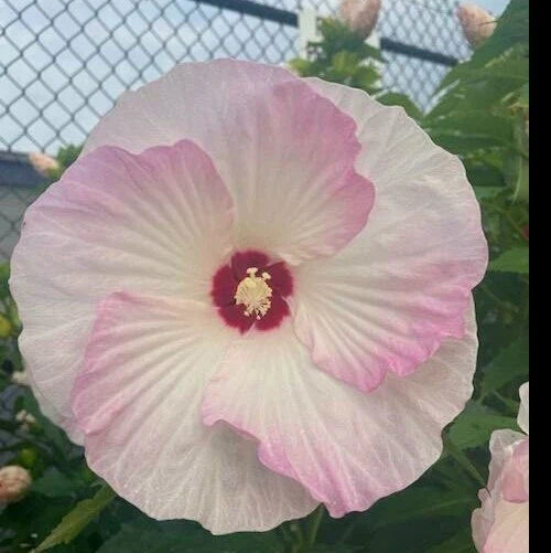 Hardy Hibiscus Seeds - Heirloom Dinner Plate Variety - Vibrant Large Flowers - Hibiscus moscheutos - 20+ Seeds