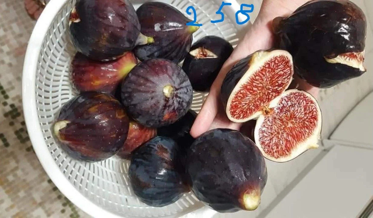 Italian 258 Cutting - 1 Plant Cutting - Non-Rooted Tomato Cutting (Solanum lycopersicum)