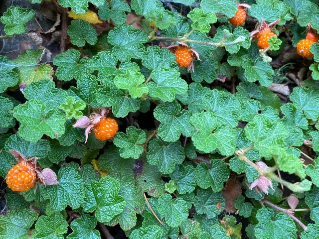 Rooted Cuttings of Formosan Raspberry Rubus phoenicolasius Edible Ground Cover, Perennial, 3 Pack
