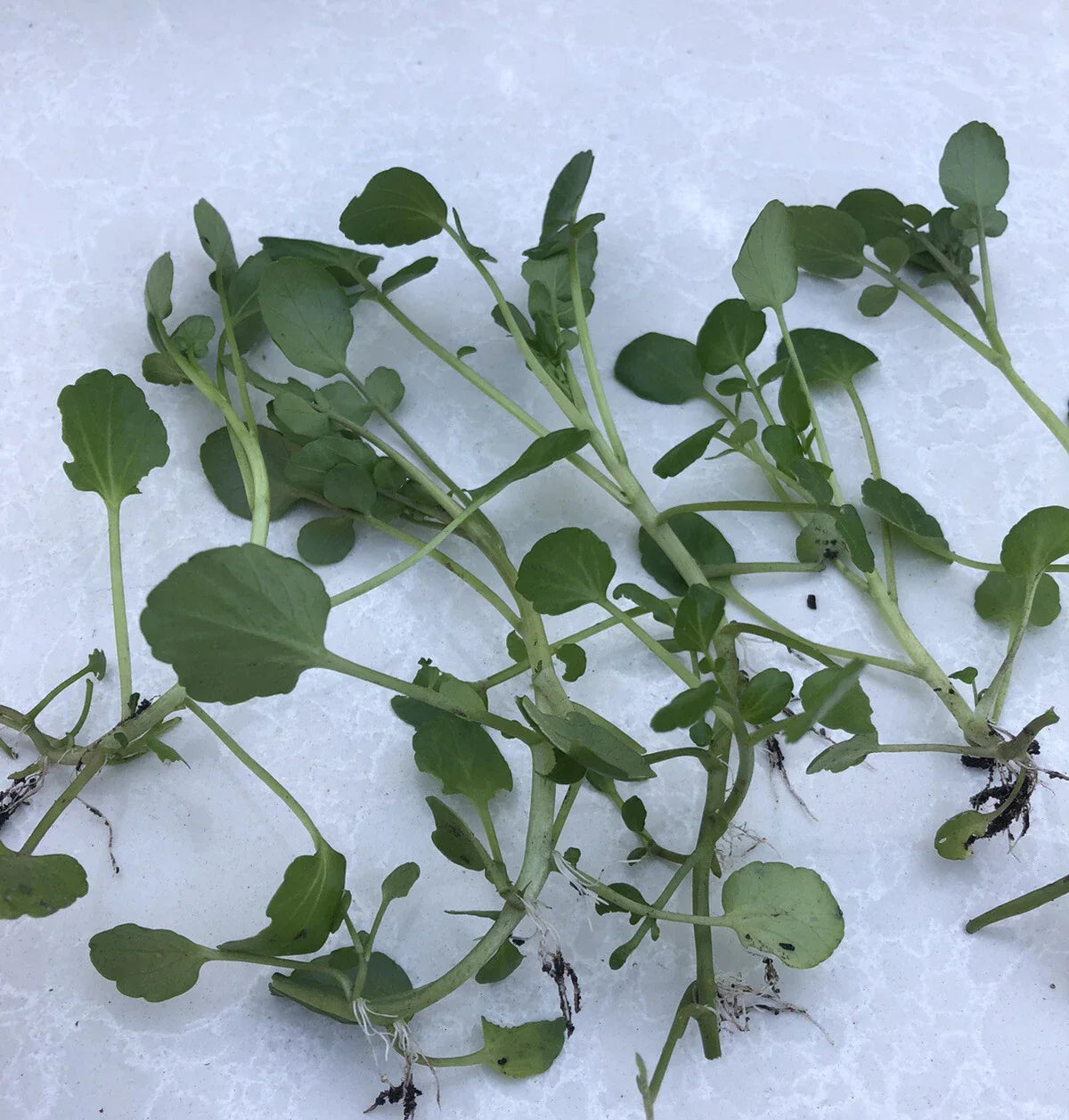 Fresh Watercress Plants with Roots – Live Vegetables for Gardening – Nasturtium officinale