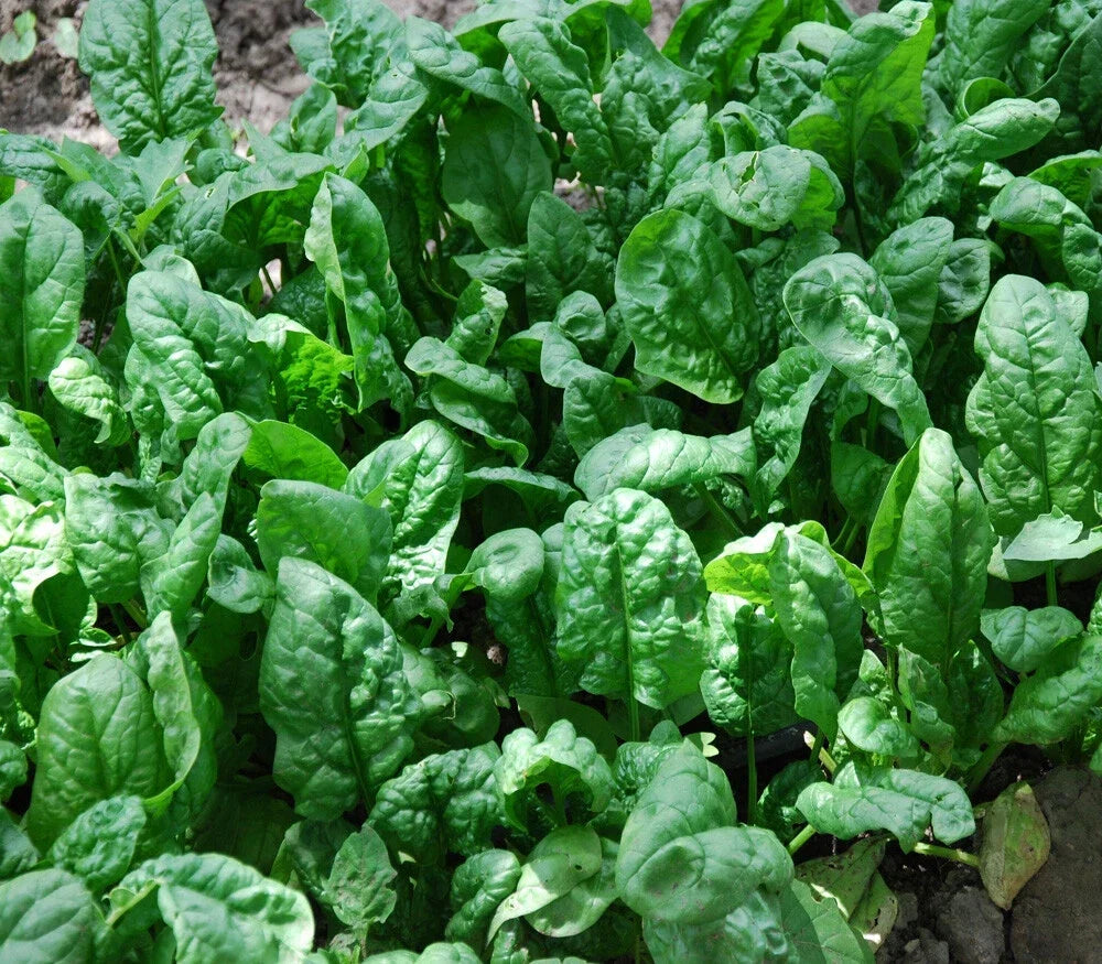 Giant Noble Spinach Seeds – Non-GMO Vegetable Garden Seeds, Over 100 Packets, Spinacia oleracea, Easy to Grow, USA Grown