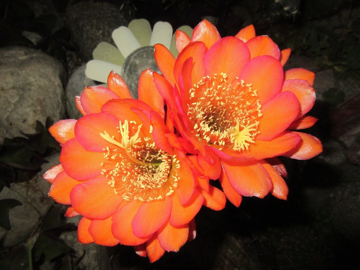 Echinopsis 'Acapulco Sunset' Cactus Cutting - Succulent Plant for Indoor Outdoor Decor, Echinopsis spp.