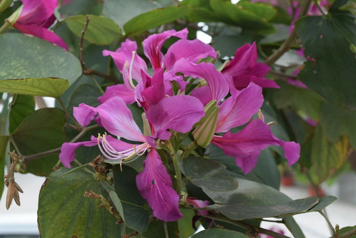 Purple Orchid Butterfly Tree Seeds - Bauhinia purpurea, 10 Count, Tropical Flowering Tree