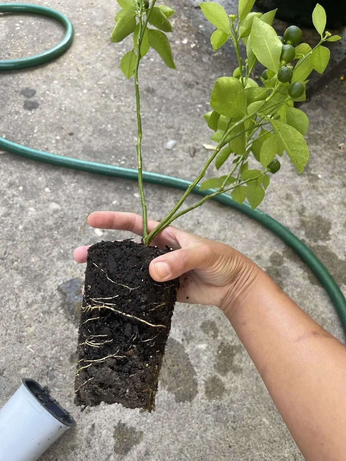 Calamansi Live Plant - Asian Calamansi Citrus microcarpa in Pot - Air-Layered, Indoor & Outdoor Citrus Plant