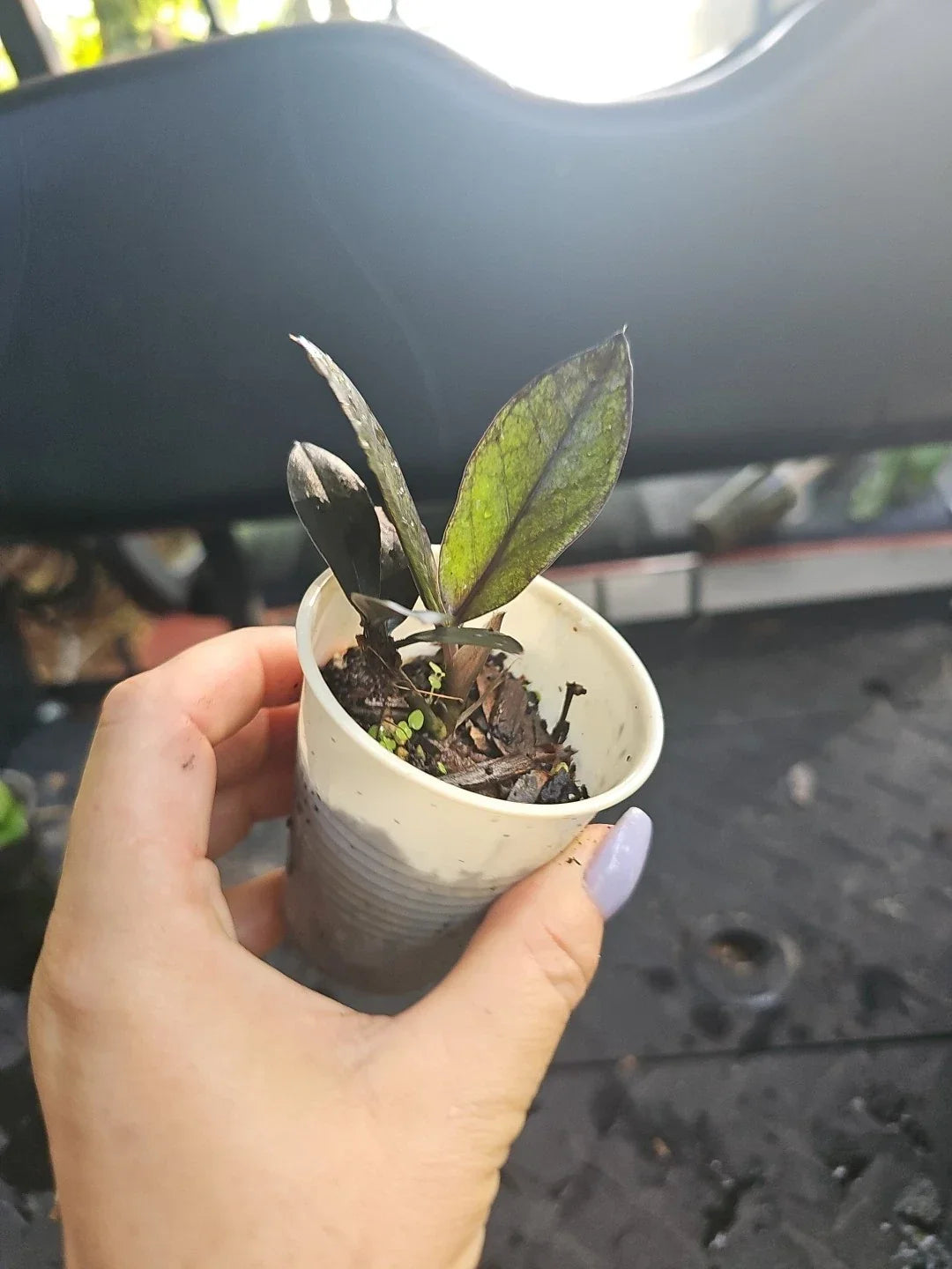 Black Raven ZZ Plant 2.5 Inch Pot Zamiifolia Indoor Houseplant, Low Light, Drought Tolerant, Fully Rooted