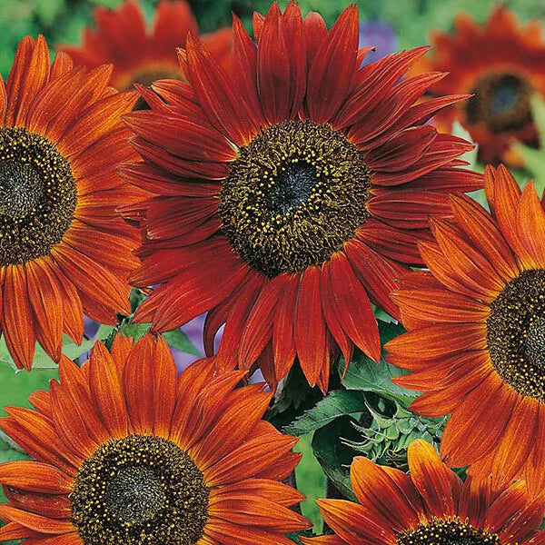 Sunflower Seeds Velvet Queen Pack – Helianthus annuus – Deep Burgundy Annual Flower Seeds for Garden, Pollinator Attractant