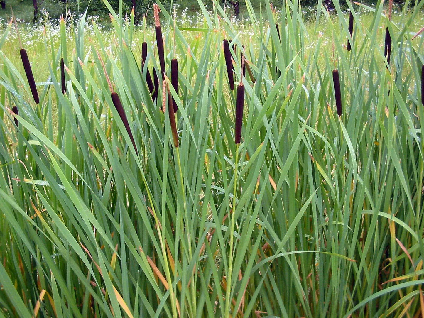 Cattail Seeds - 2000 Seeds - Fresh Harvest - Typha latifolia