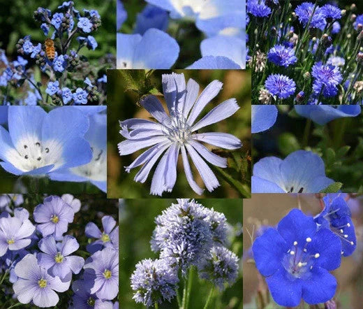 Wildflower Seeds 1 Oz Bulk Blue Mix - Native Pollinator Attracting Wildflowers for Gardens & Landscapes