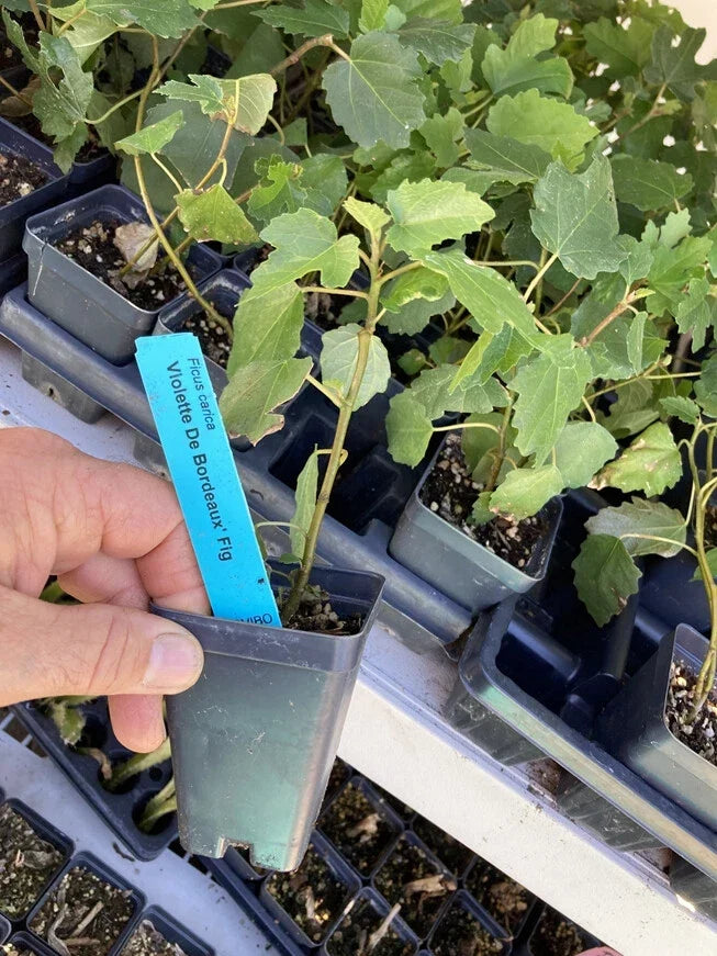 Violette de Bordeaux Fig Tree - Live Plant, Self-Fertile, Ficus carica, Edible Dark Purple Figs, Container or Garden Bed